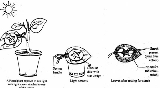 595_essential for photosynthesis.png